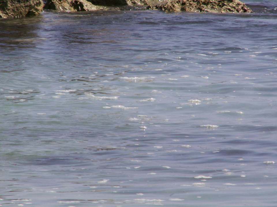 Keine  Angst vor grossen Fischen Grand Muthu Club Caribbean Runaway Bay