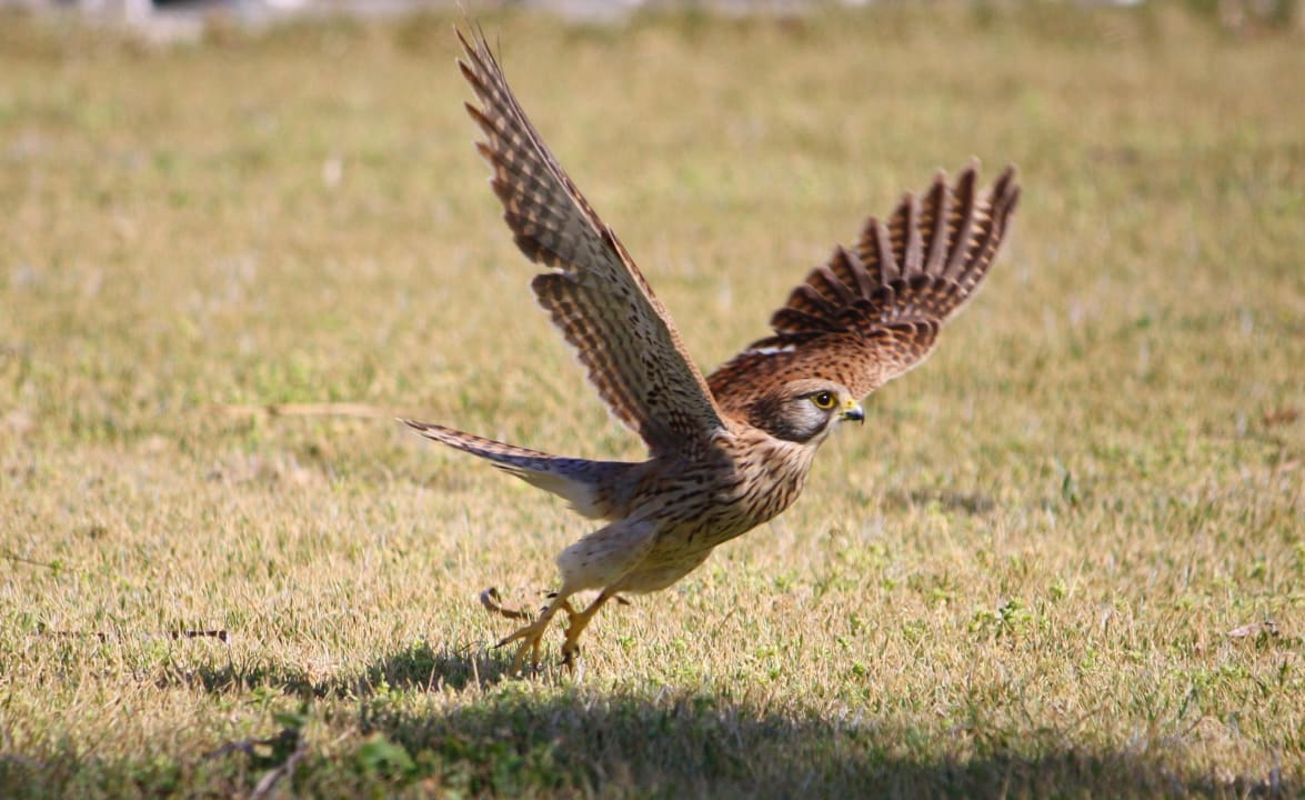 Falke Kefalos Beach Holiday Village