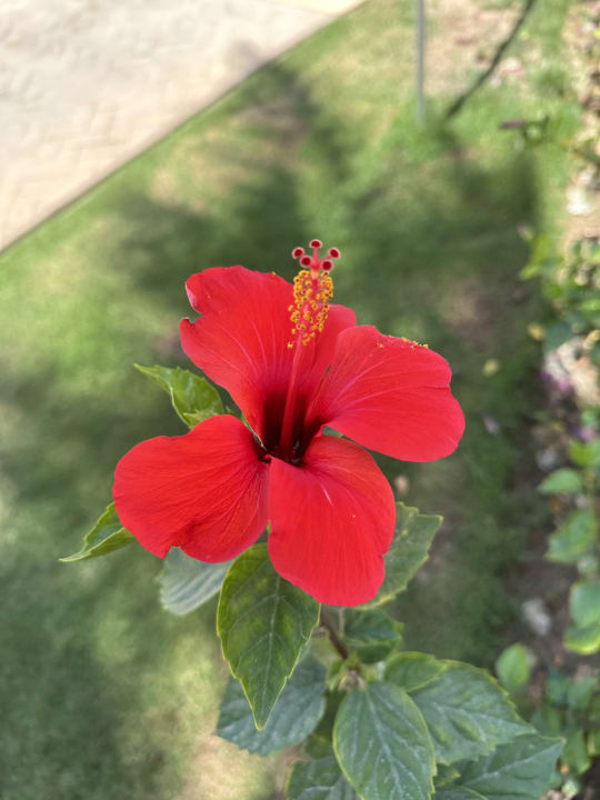 Gartenanlage Steigenberger Coraya Beach - Adults only