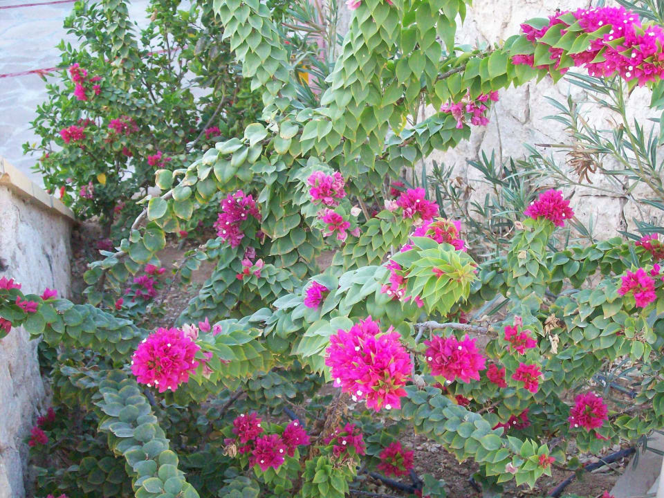 Blumen vor Poolanlage Reef Oasis Blue Bay Resort