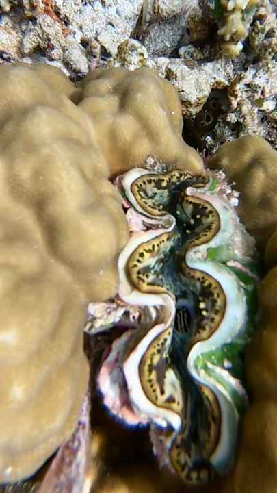 Sonstiges Cinnamon Hakuraa Huraa Maldives