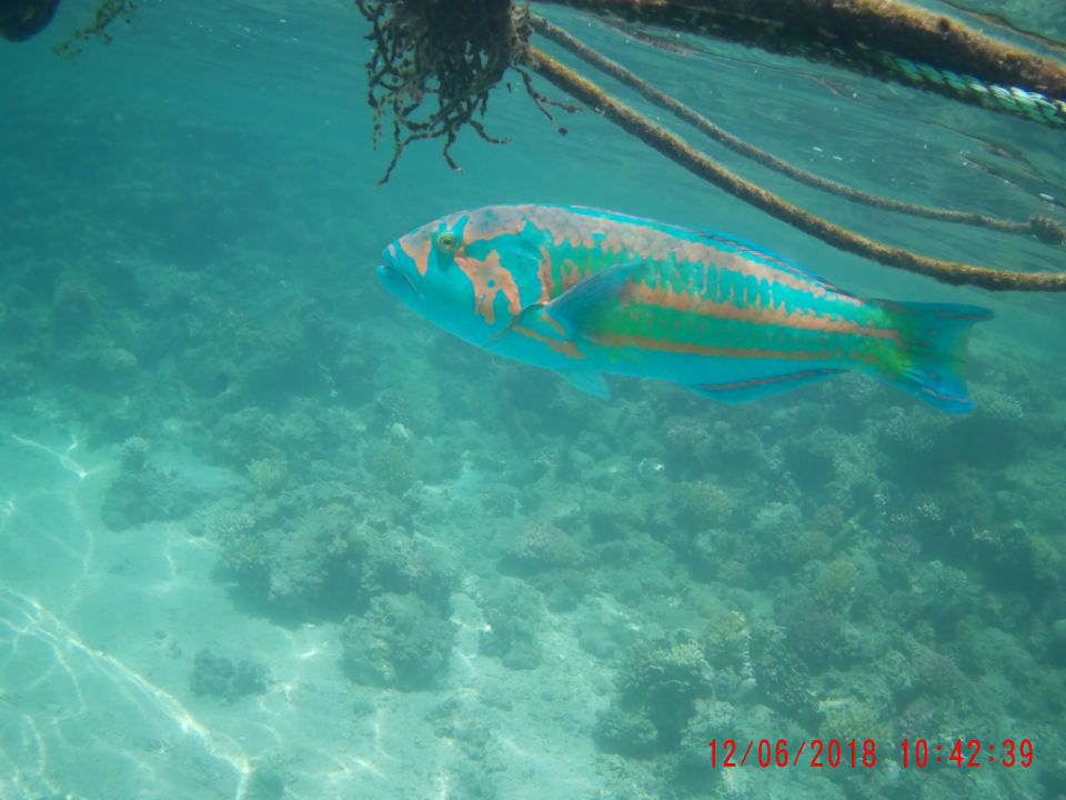 Strand Jaz Makadi Oasis Resort