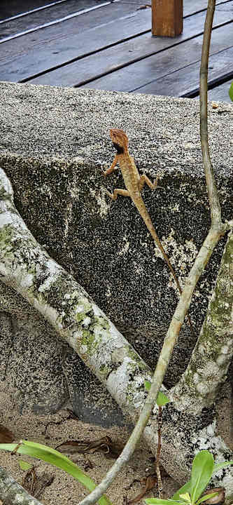 Gartenanlage Khaolak Paradise Resort