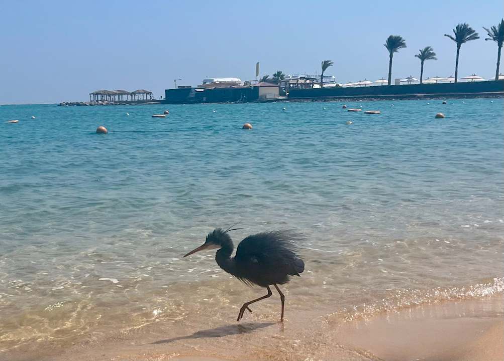 Strand Continental Hotel Hurghada