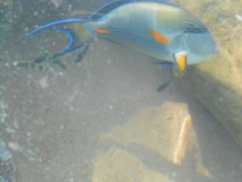 Viele bunte Fische Ghazala Gardens