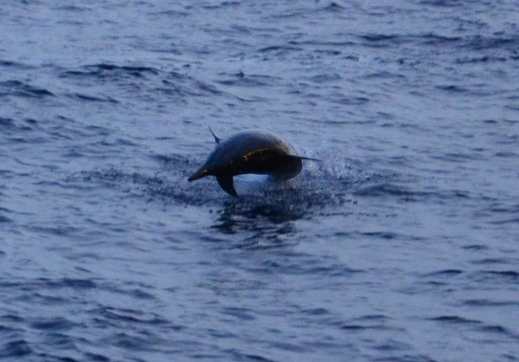 Dolphin Cruise Veligandu Maldives Resort Island
