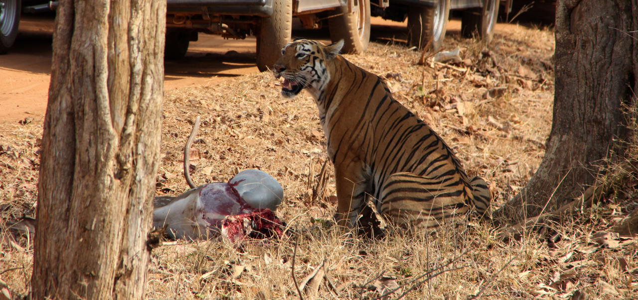 Sport & Freizeit Irai Safari Retreat