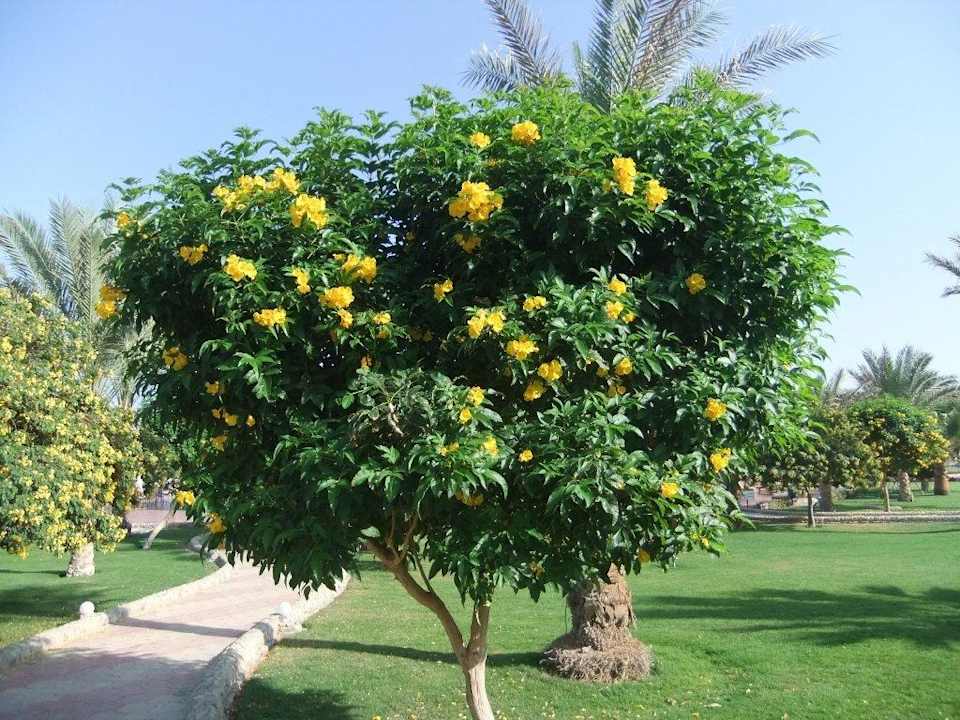 Gartenanlage wunderbar grün Three Corners Sea Beach Resort