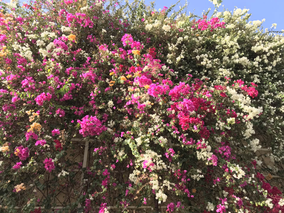 Gartenanlage Desert Rose