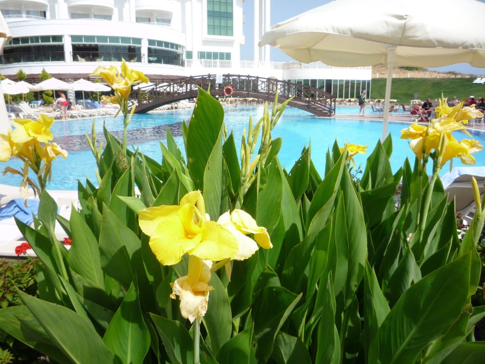 Aussicht aus 2. Reihe am Pool Roma Beach Resort & Spa 16+ Adult Only