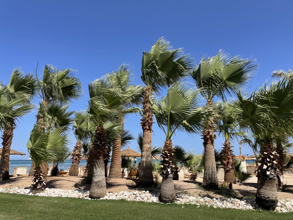 Gartenanlage Steigenberger ALDAU Beach Hotel