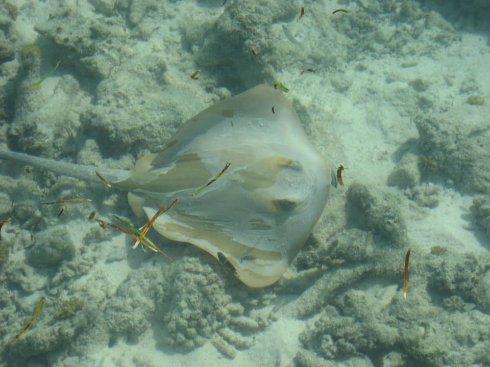 Raie vue du ponton Club Med Kani