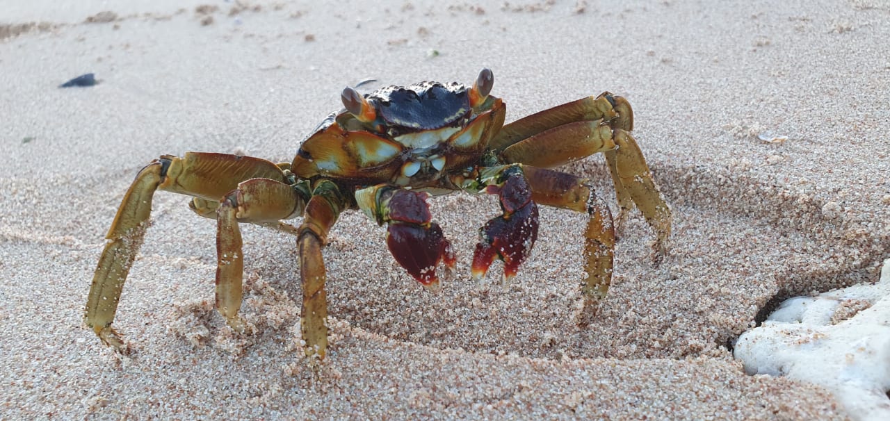Strand Serenity Alpha Beach