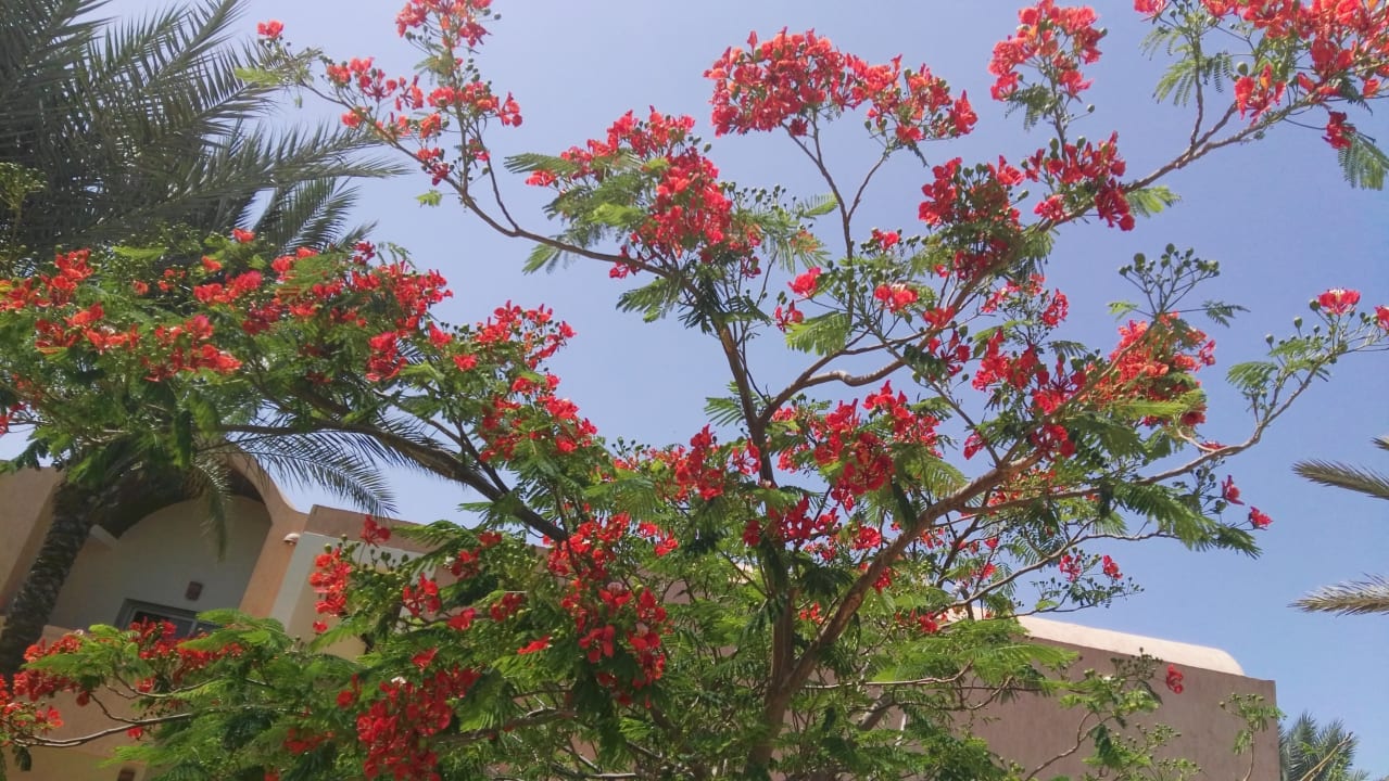 Gartenanlage Gemma Resort