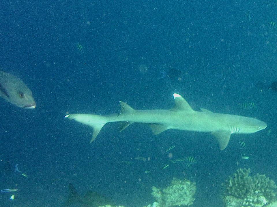 Sport & Freizeit Ellaidhoo Maldives by Cinnamon