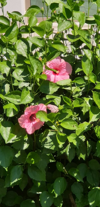 Gartenanlage Acanthus Cennet Barut Collection