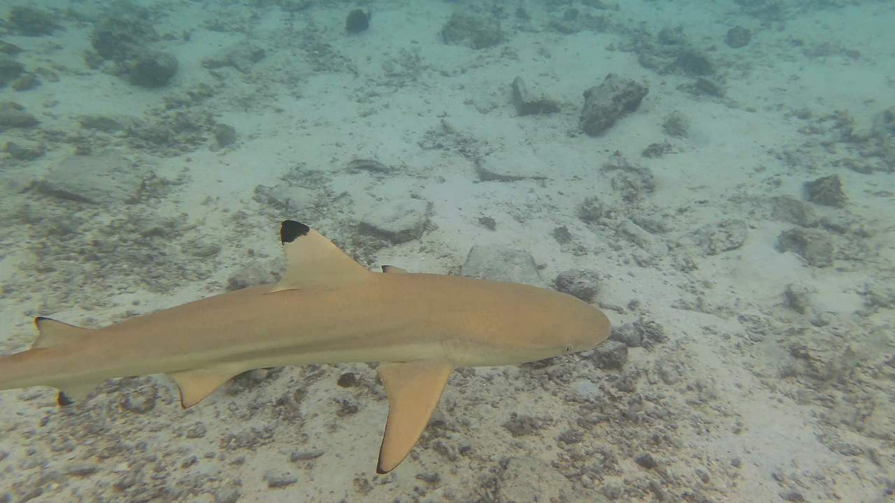 Sport & Freizeit Summer Island Maldives