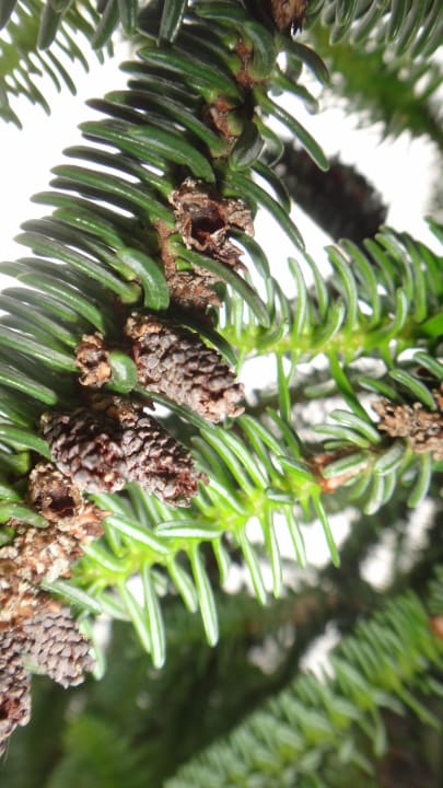 Хвойные Elena Hotel