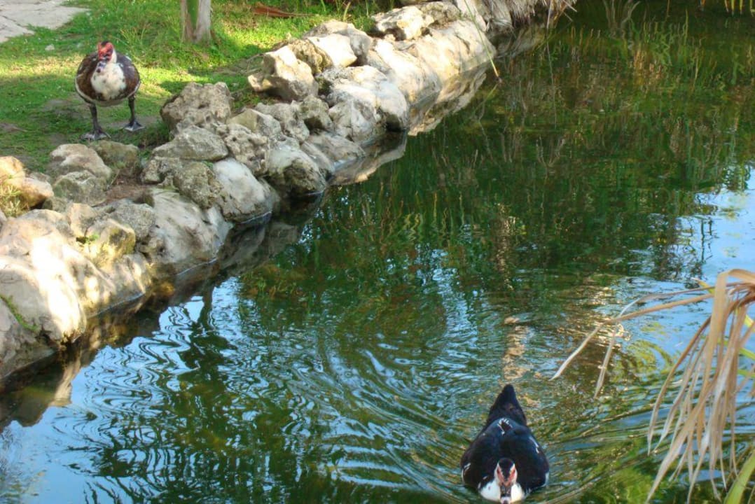 Enten Catalonia Punta Cana - All Inclusive