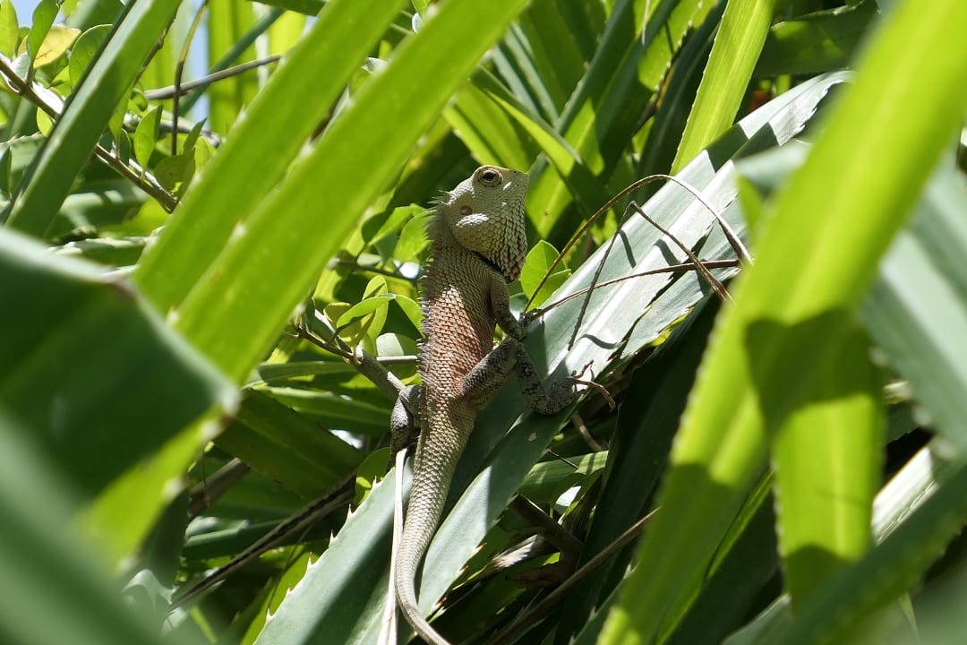 Gartenanlage Anantaya Resort & Spa Passikudah