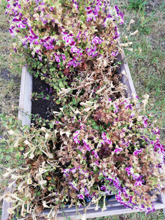 Gartenanlage Hotel Bernstein Prerow