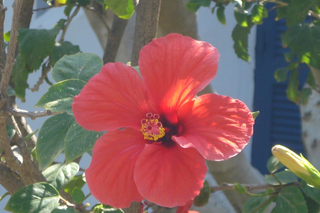 Hibiskus Blüte   Villea Village