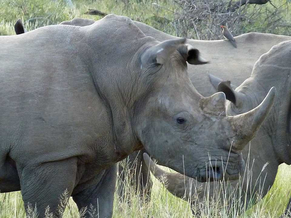 Begegnung mit Rhinos Black Rhino Game Lodge