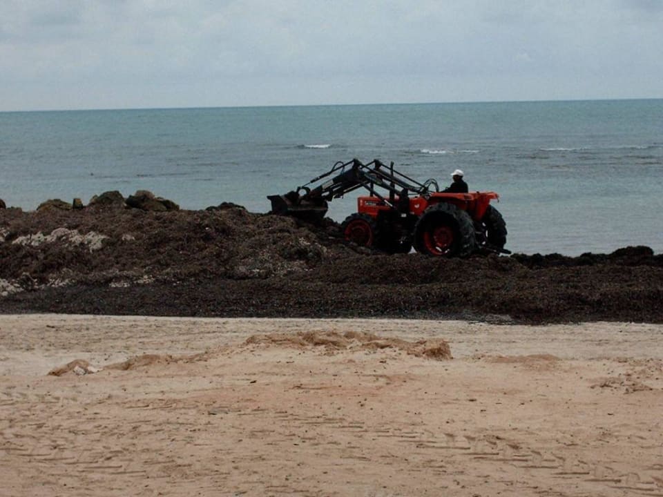 Mogendliche Algenbereinigung! Hotel El Mouradi Djerba Menzel