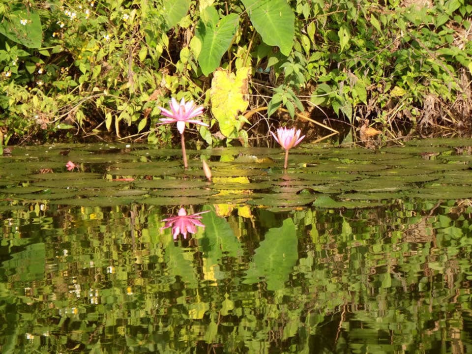 Flowers Nok's Garden Resort