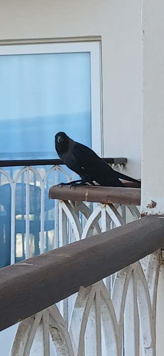 Gastro Royal Star Beach Resort