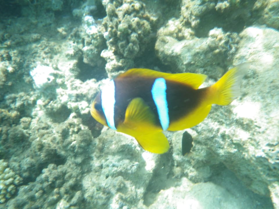Strand Baron Palace Sahl Hasheesh