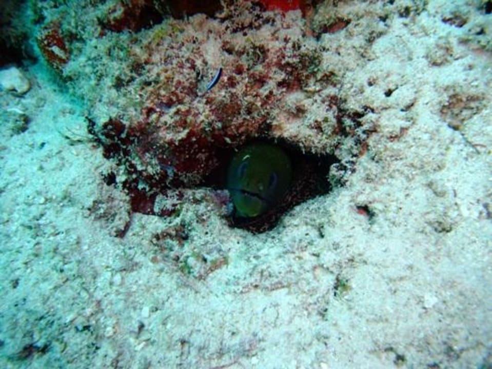 Unterwasser - Bootstauchgang NH Collection Maldives Reethi Resort