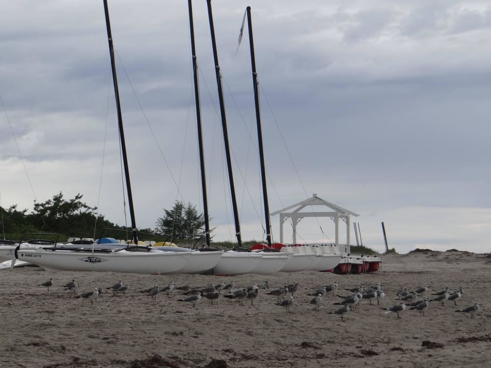 Möwen Valentin El Patriarca Varadero