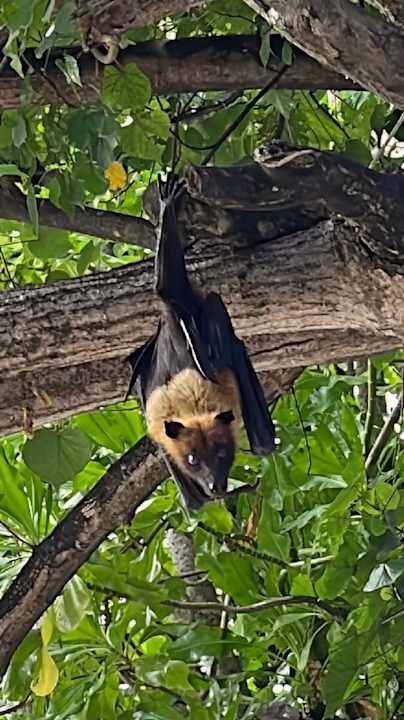 Gartenanlage Angaga Island Resort