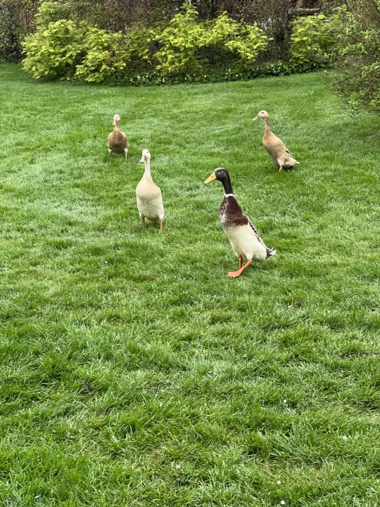 Gartenanlage Ferienhof Harms GbR