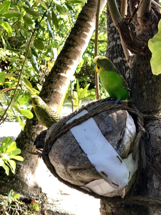 Gartenanlage Thulhagiri Island Resort