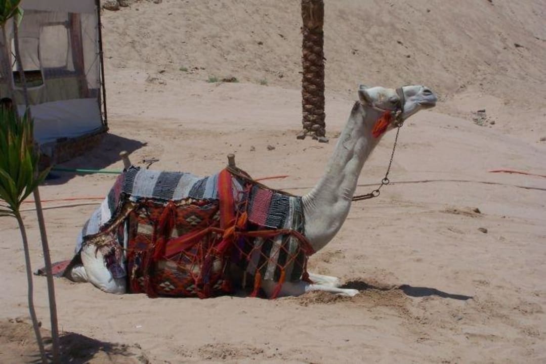 Auf dem kann man reiten Siva Golden Bay Makadi