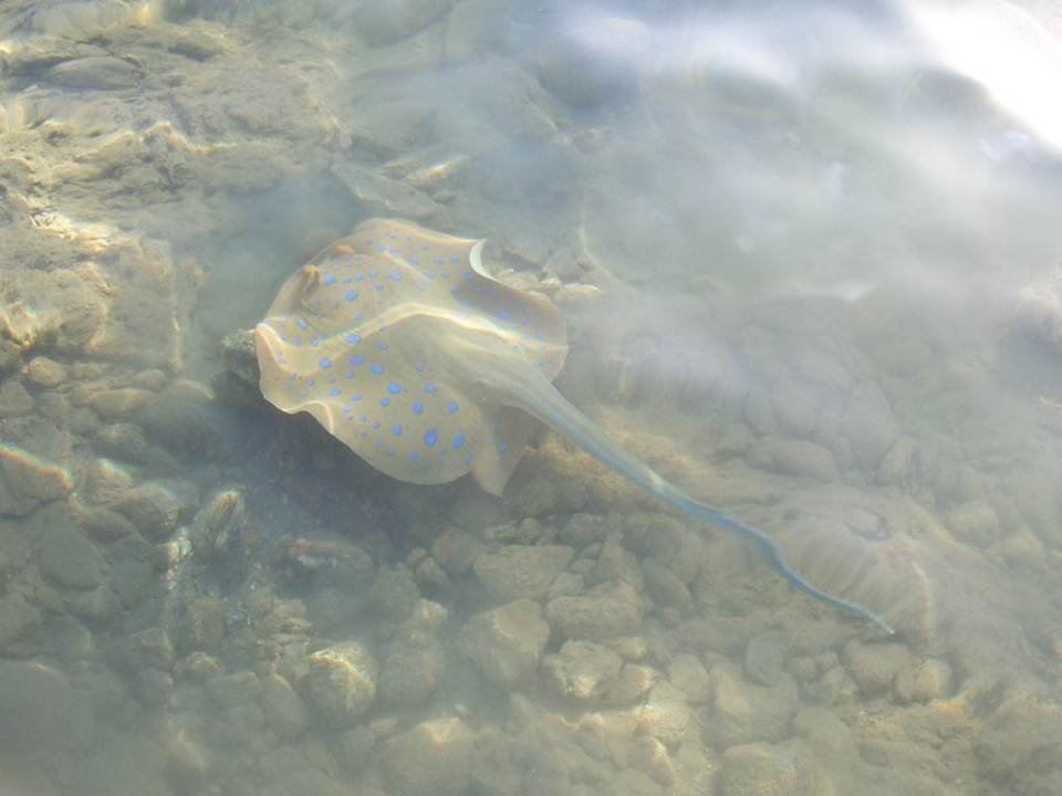 Blaupunktrochen Albatros Sharm Resort