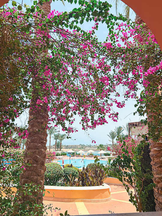 Gartenanlage Steigenberger Coraya Beach - Adults only