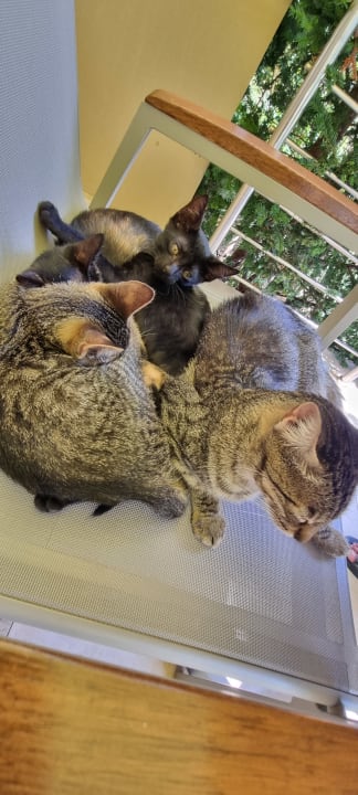 Zimmer Polyastron Place Hotel