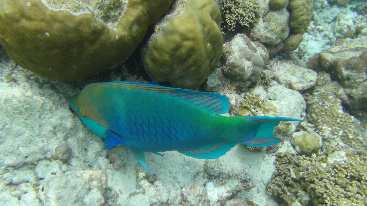 Sport & Freizeit Adaaran Select Meedhupparu Island Resort - Premium All Inclusive