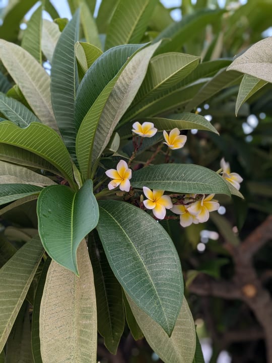 Gartenanlage Natura Park Village Hotel & Spa