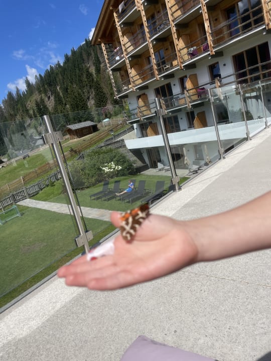 Ausblick Almfamilyhotel Scherer
