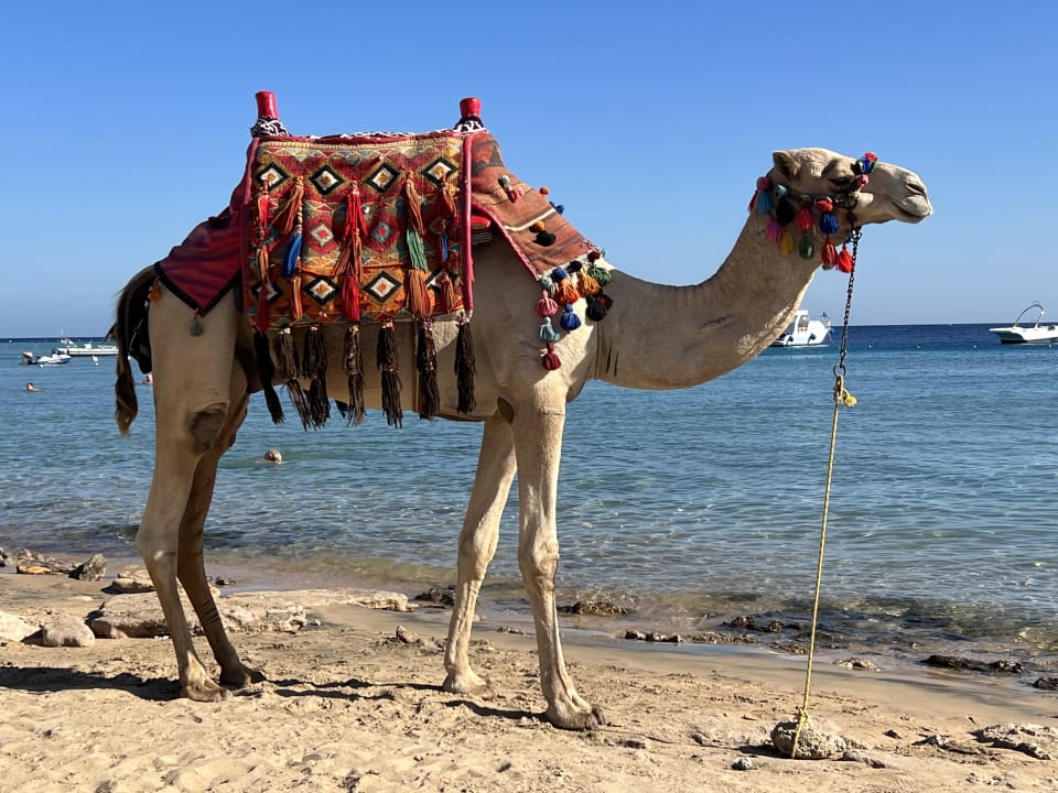 Strand Fort Arabesque Villas