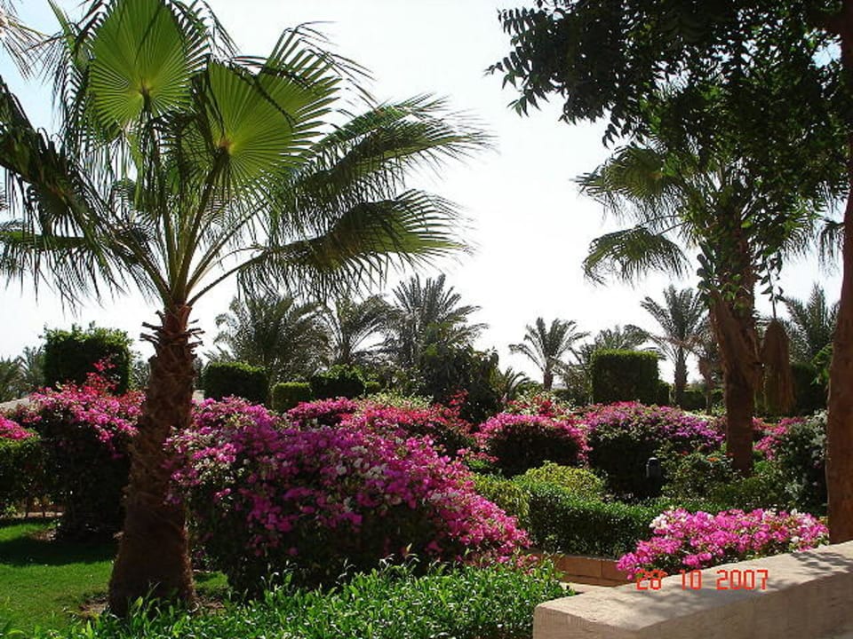 Üppig grüne Gartenanlage Fort Arabesque Resort, Spa & Villas