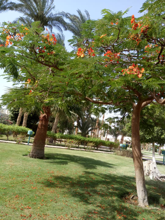 Gartenanlage Shams Safaga Resort