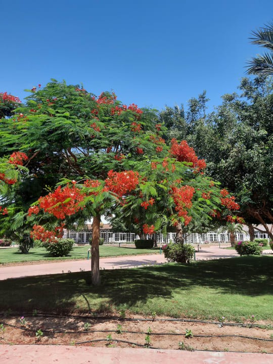 Gartenanlage Desert Rose