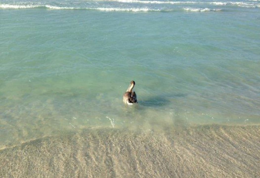 Pelikan am Hotel-Strand Blau varadero - Adults only