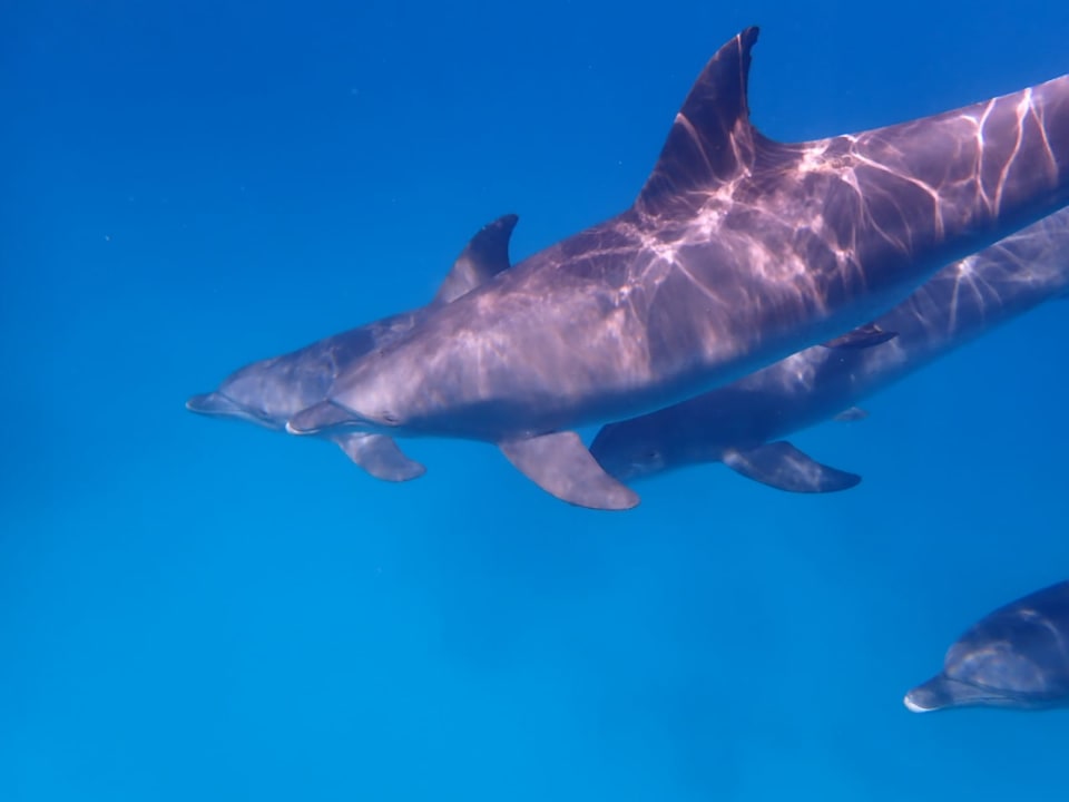 Sport & Freizeit Grand Makadi