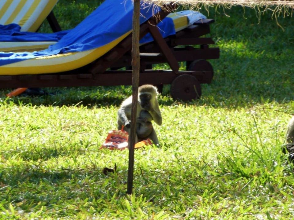 Wieder mal erfolgreich Hotel Papillon Lagoon Reef